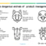 six dangerous animals of product management